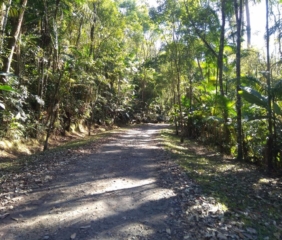 cominho de terra batida com árvores dos dois lados