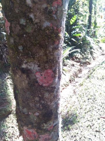 fungo rosa no tronco da árvore