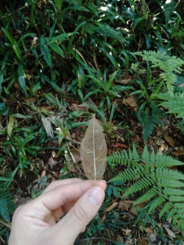 uma folha 'transparente', desgastada
