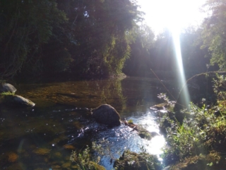 fim do dia com o sol se pondo na mata